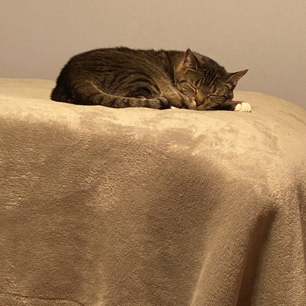 Meet your Posher, Debbie